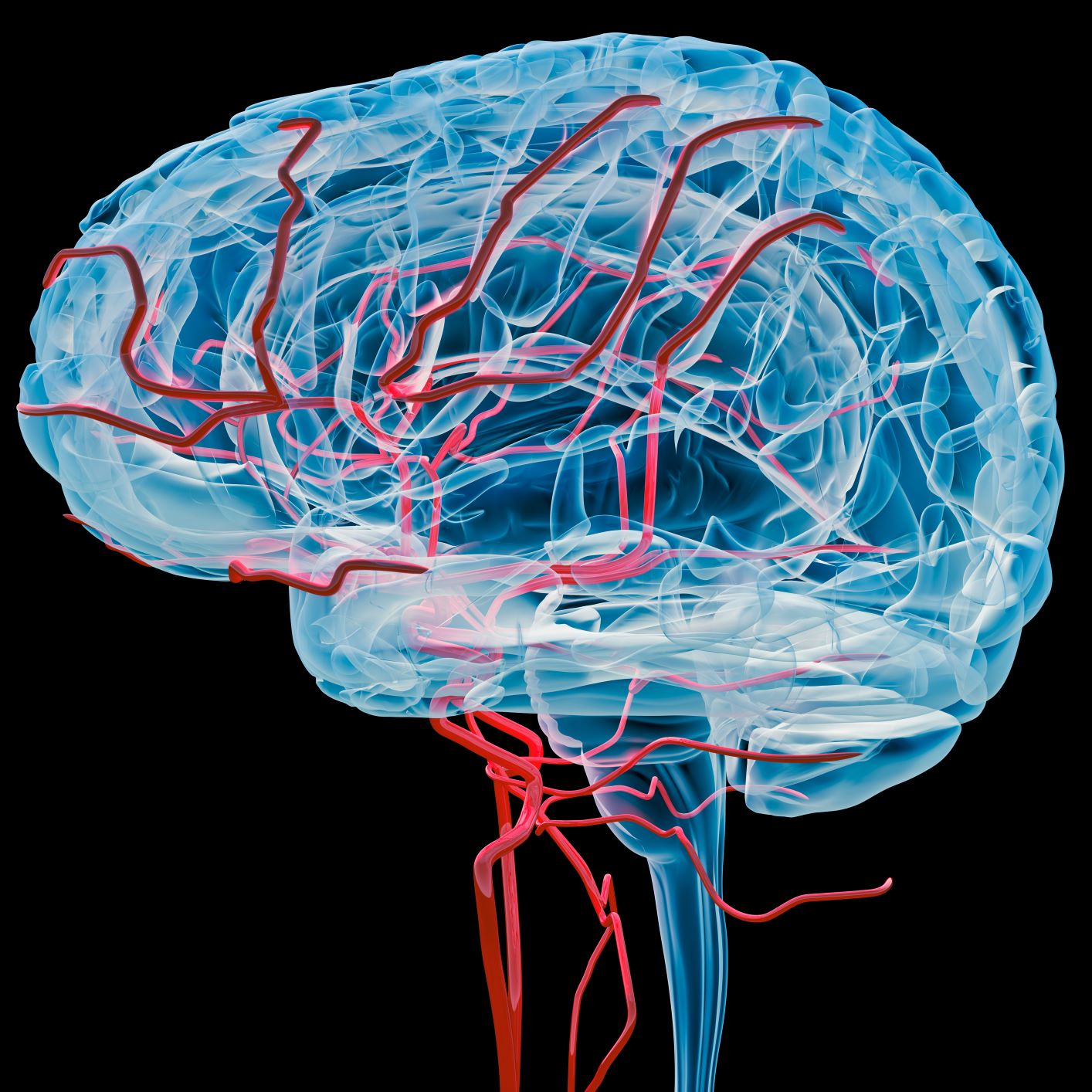 Image de vaisseaux sanguins dans le cerveau